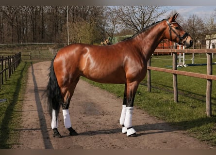 Oldenburger, Merrie, 5 Jaar, 169 cm, Bruin