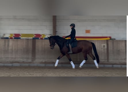 Oldenburger, Merrie, 5 Jaar, 169 cm, Bruin