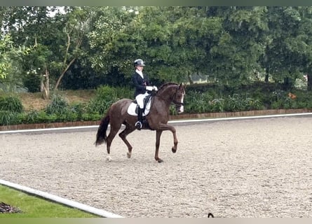 Oldenburger, Merrie, 5 Jaar, 169 cm, Vos