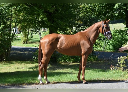 Oldenburger, Merrie, 5 Jaar, 169 cm, Vos