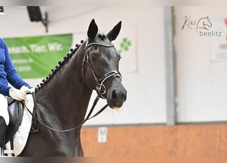 Oldenburger, Merrie, 5 Jaar, 169 cm, Zwart