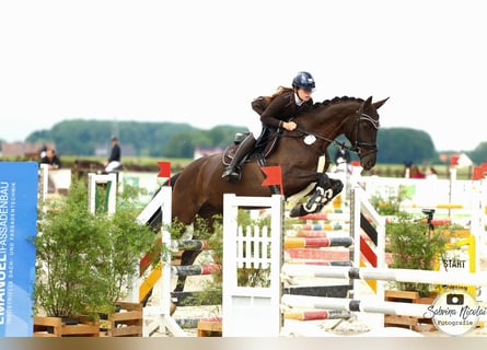 Oldenburger, Merrie, 5 Jaar, 169 cm, Zwart