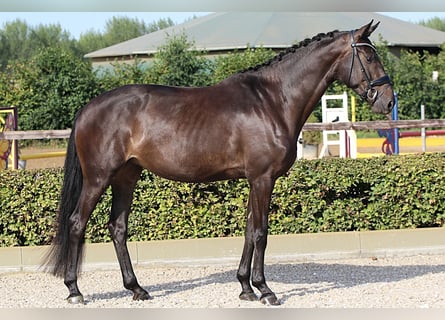 Oldenburger, Merrie, 5 Jaar, 169 cm, Zwartbruin