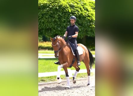 Oldenburger, Merrie, 5 Jaar, 170 cm, Bruin