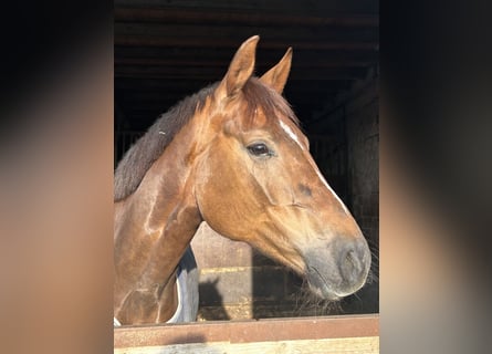 Oldenburger, Merrie, 5 Jaar, 170 cm, Donkere-vos