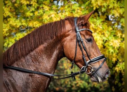 Oldenburger, Merrie, 5 Jaar, 170 cm, Vos