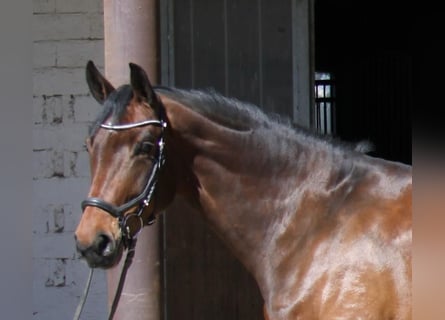 Oldenburger, Merrie, 5 Jaar, 171 cm, Donkerbruin
