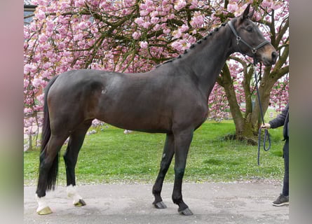 Oldenburger, Merrie, 5 Jaar, 171 cm, Zwartbruin