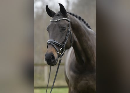 Oldenburger, Merrie, 5 Jaar, 173 cm, Donkerbruin