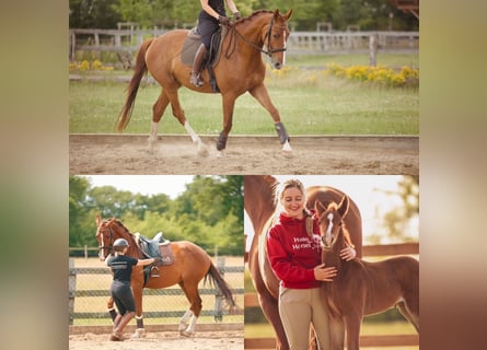 Oldenburger, Merrie, 5 Jaar, 174 cm, Vos