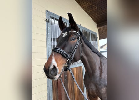 Oldenburger, Merrie, 5 Jaar, 178 cm, Bruin