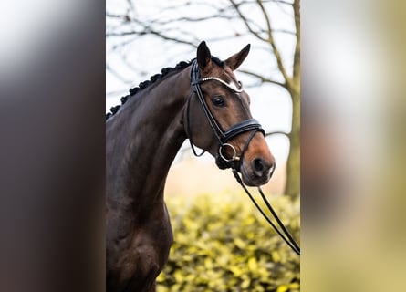 Oldenburger, Merrie, 6 Jaar, 164 cm, Donkerbruin