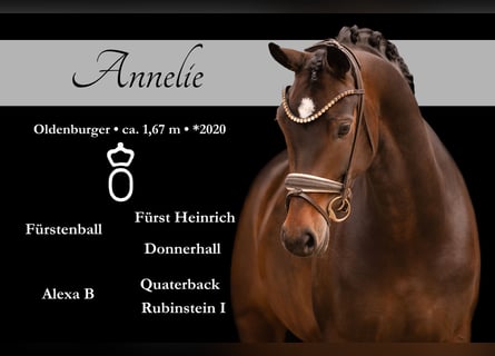 Oldenburger, Merrie, 6 Jaar, 166 cm, Donkerbruin