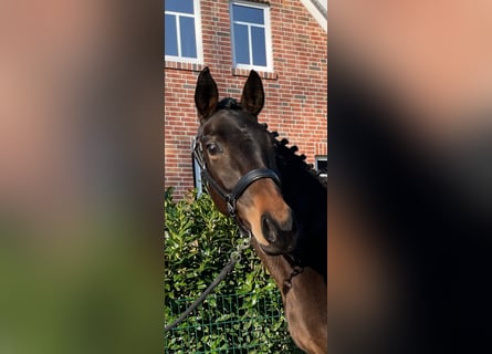 Oldenburger, Merrie, 6 Jaar, 167 cm, Bruin