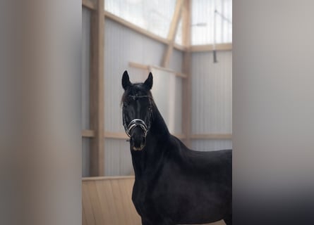 Oldenburger, Merrie, 6 Jaar, 167 cm, Zwart