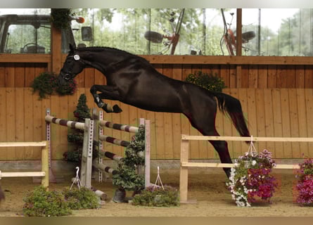 Oldenburger, Merrie, 6 Jaar, 167 cm, Zwartschimmel