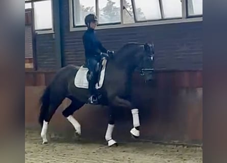 Oldenburger, Merrie, 6 Jaar, 168 cm, Donkere-vos