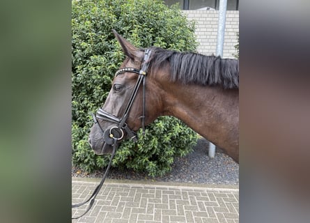 Oldenburger, Merrie, 6 Jaar, 168 cm, Zwart