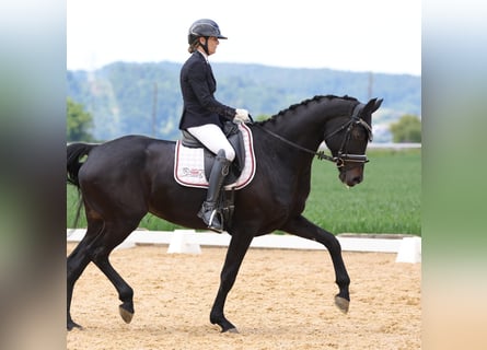 Oldenburger, Merrie, 6 Jaar, 172 cm, Zwart