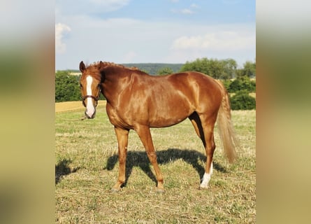 Oldenburger, Merrie, 6 Jaar, 173 cm, Vos