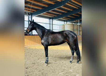 Oldenburger, Merrie, 6 Jaar, 174 cm, Zwartbruin