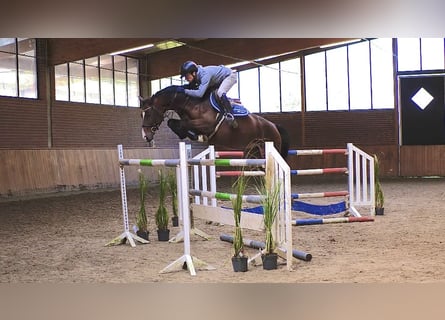 Oldenburger, Merrie, 7 Jaar, 165 cm, Bruin