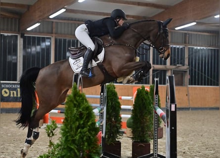 Oldenburger, Merrie, 7 Jaar, 165 cm, Donkerbruin