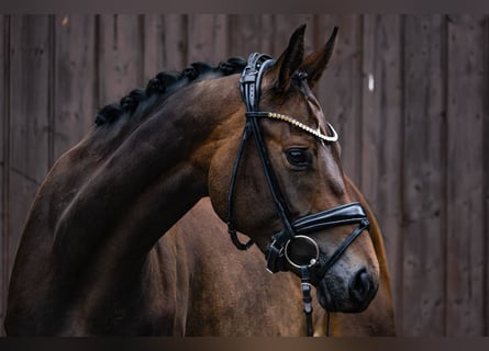 Oldenburger, Merrie, 7 Jaar, 166 cm, Bruin