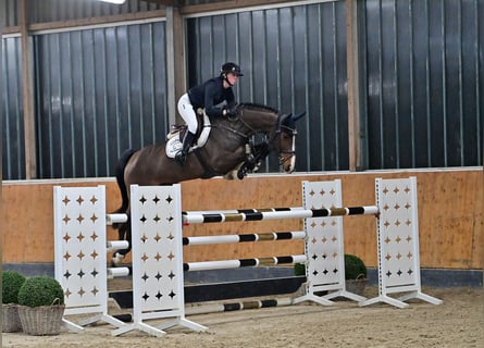 Oldenburger, Merrie, 7 Jaar, 166 cm, Bruin