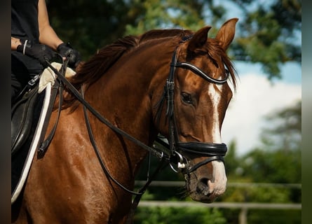 Oldenburger, Merrie, 7 Jaar, 166 cm, Donkere-vos
