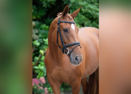 Oldenburger, Merrie, 7 Jaar, 167 cm, Vos