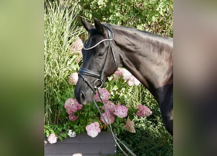 Oldenburger, Merrie, 7 Jaar, 167 cm, Zwartbruin