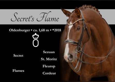 Oldenburger, Merrie, 7 Jaar, 168 cm, Donkere-vos