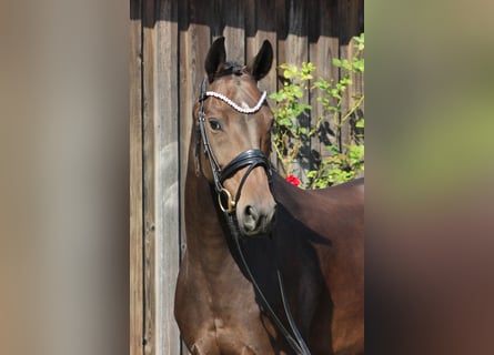 Oldenburger, Merrie, 7 Jaar, 168 cm, Zwartbruin