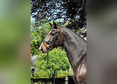 Oldenburger, Merrie, 7 Jaar, 170 cm, Donkerbruin