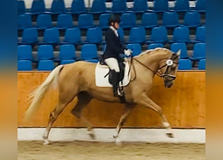 Oldenburger, Merrie, 7 Jaar, 170 cm, Palomino