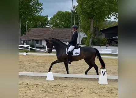Oldenburger, Merrie, 7 Jaar, 171 cm, Donkerbruin