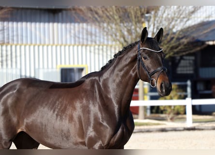 Oldenburger, Merrie, 7 Jaar, 171 cm, Zwartbruin