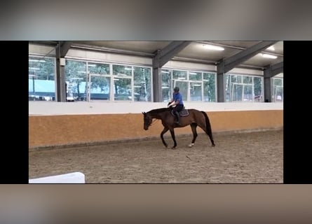 Oldenburger, Merrie, 7 Jaar, 174 cm, Donkerbruin