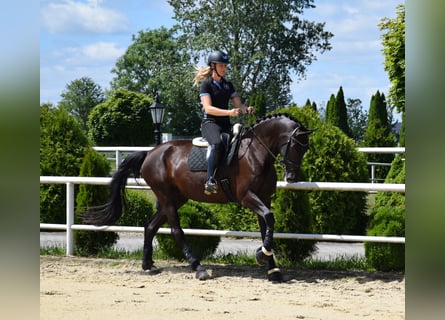 Oldenburger, Merrie, 7 Jaar, 177 cm, Zwart