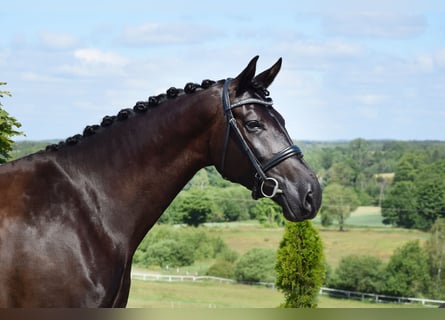 Oldenburger, Merrie, 7 Jaar, 177 cm, Zwart