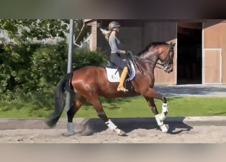 Oldenburger, Merrie, 7 Jaar, 178 cm, Bruin