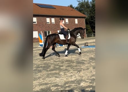 Oldenburger, Merrie, 8 Jaar, 165 cm, Donkerbruin