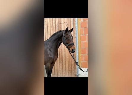 Oldenburger, Merrie, 8 Jaar, 166 cm, Bruin