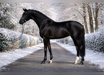 Oldenburger, Merrie, 8 Jaar, 167 cm, Zwart