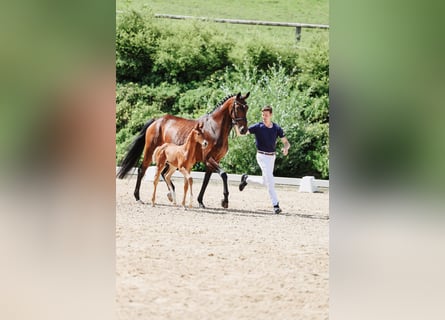 Oldenburger, Merrie, 8 Jaar, 168 cm, Bruin