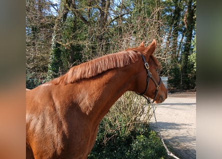 Oldenburger, Merrie, 8 Jaar, 168 cm, Vos