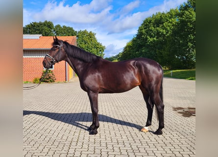 Oldenburger, Merrie, 8 Jaar, 168 cm, Zwartbruin