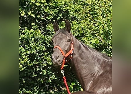 Oldenburger, Merrie, 8 Jaar, 172 cm, Zwartbruin