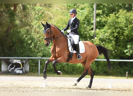 Oldenburger, Merrie, 8 Jaar, 175 cm, Bruin